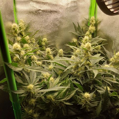 White Russian growlog timeline photo