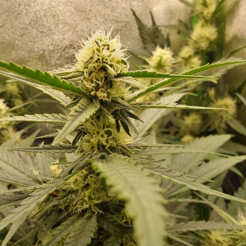 Orange Bud growlog timeline photo