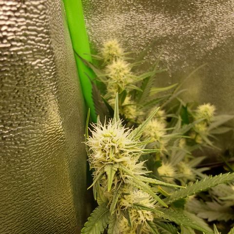 White Russian growlog timeline photo