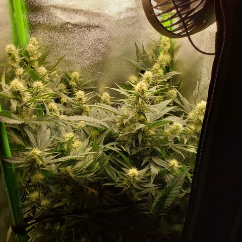White Russian growlog timeline photo