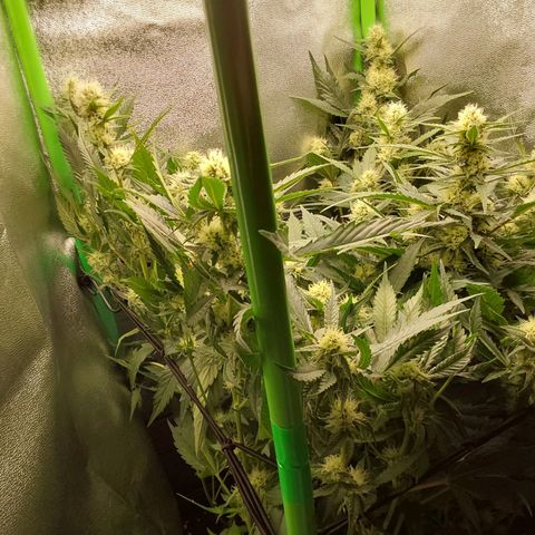 White Russian growlog timeline photo