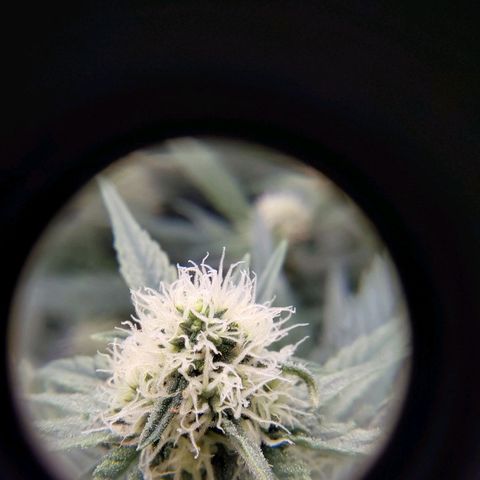 Orange Bud growlog timeline photo