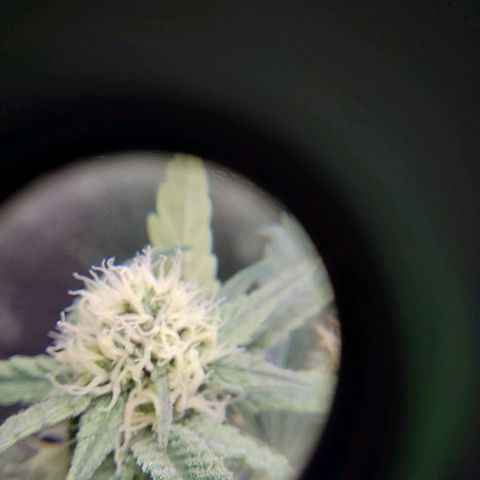 White Russian growlog timeline photo