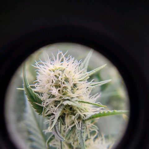 AK47-P growlog timeline photo