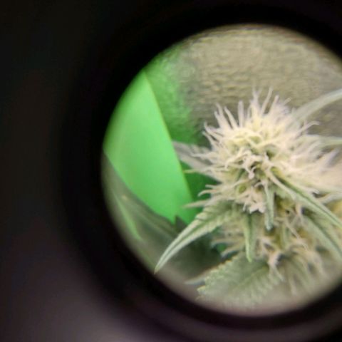 AK47-C growlog timeline photo