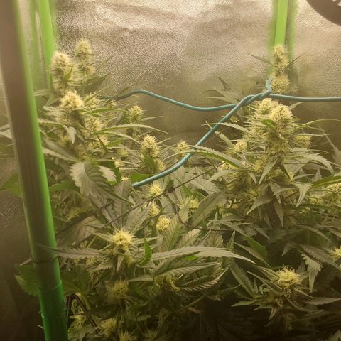 White Russian growlog timeline photo