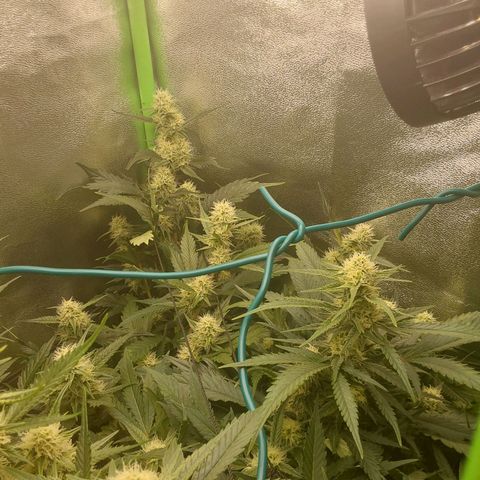White Russian growlog timeline photo