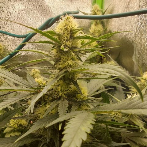White Russian growlog timeline photo