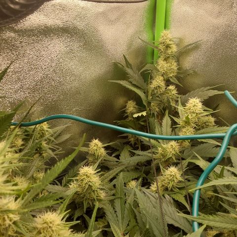 White Russian growlog timeline photo
