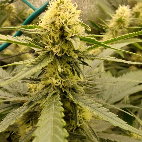 Orange Bud growlog timeline photo