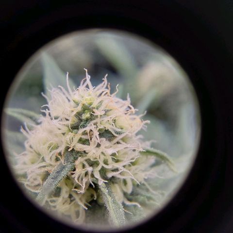 Orange Bud growlog timeline photo