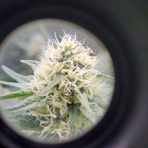 Orange Bud growlog timeline photo