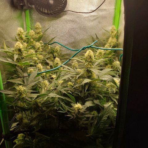 White Russian growlog timeline photo