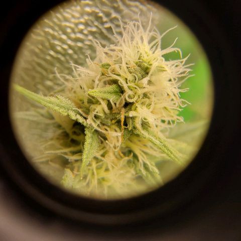White Russian growlog timeline photo