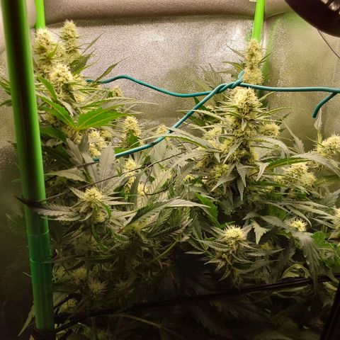 White Russian growlog timeline photo