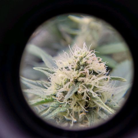 Orange Bud growlog timeline photo