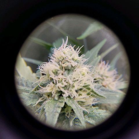 White Russian growlog timeline photo
