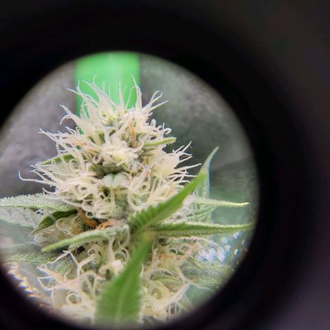AK47-P growlog timeline photo