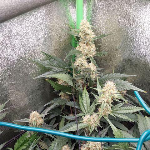 White Russian growlog timeline photo