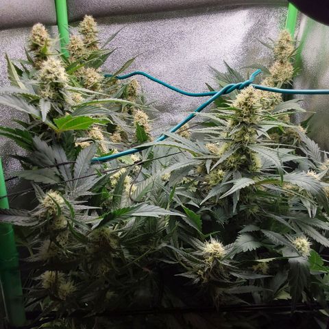 White Russian growlog timeline photo