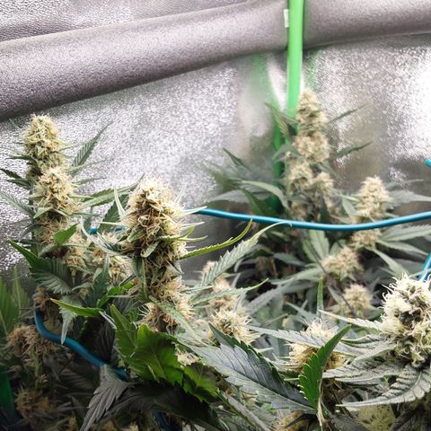White Russian growlog timeline photo