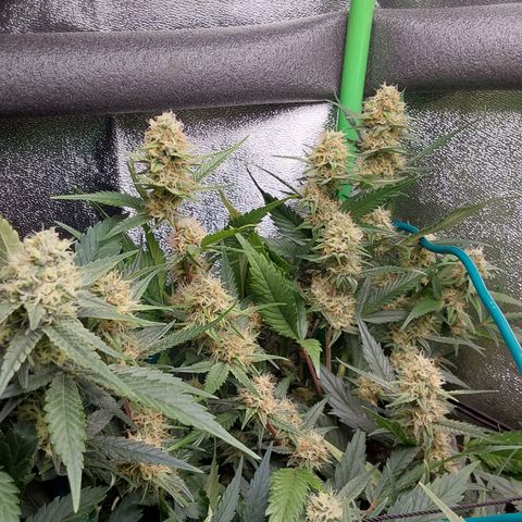 White Russian growlog timeline photo