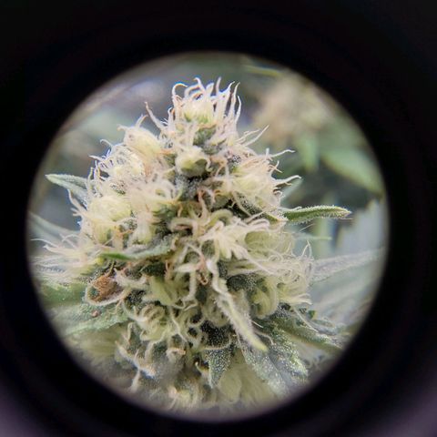 Orange Bud growlog timeline photo