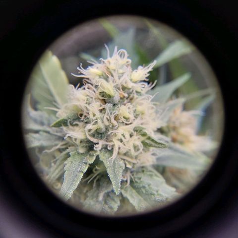 White Russian growlog timeline photo