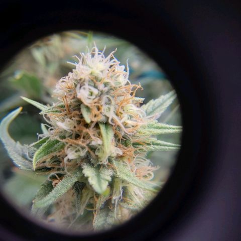 AK47-P growlog timeline photo