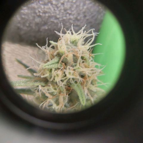 AK47-C growlog timeline photo