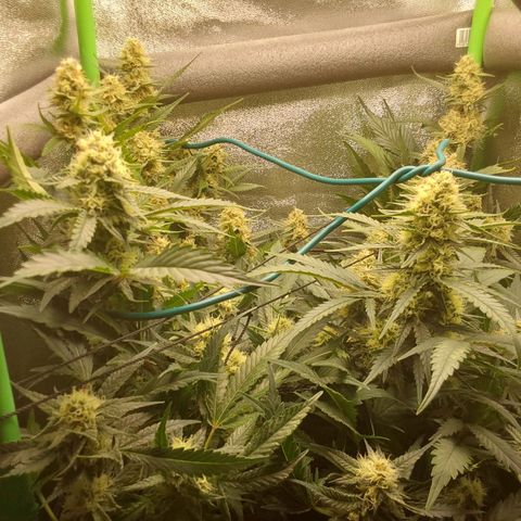 White Russian growlog timeline photo