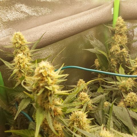White Russian growlog timeline photo
