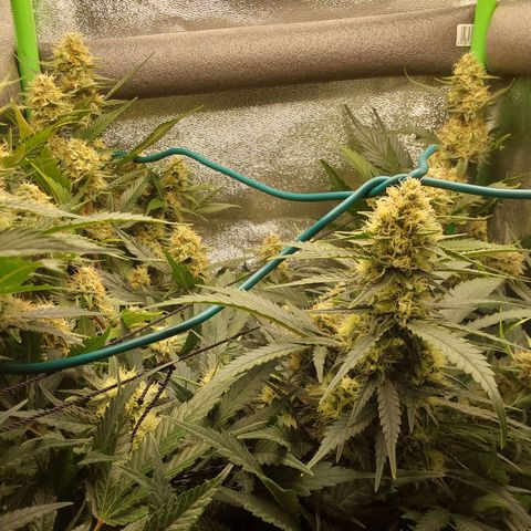 White Russian growlog timeline photo