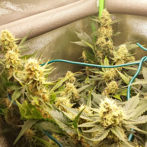 White Russian growlog timeline photo