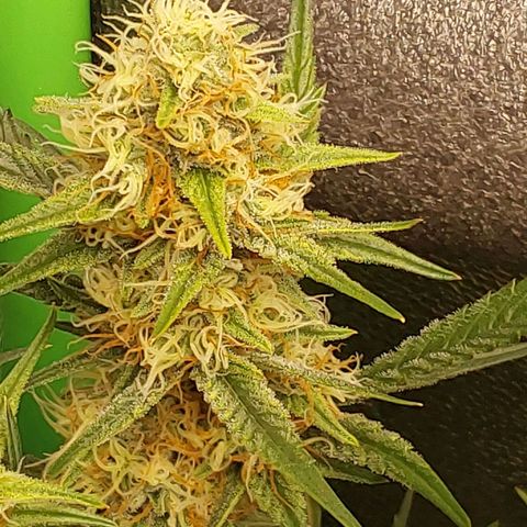 AK47-P growlog timeline photo