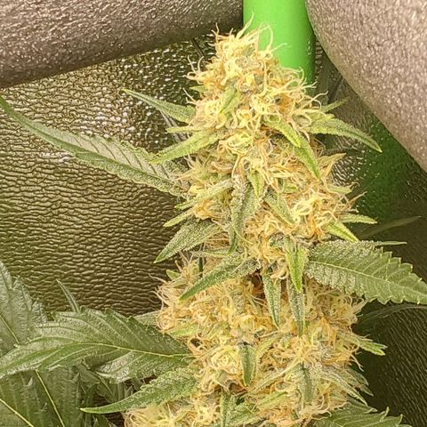 AK47-C growlog timeline photo