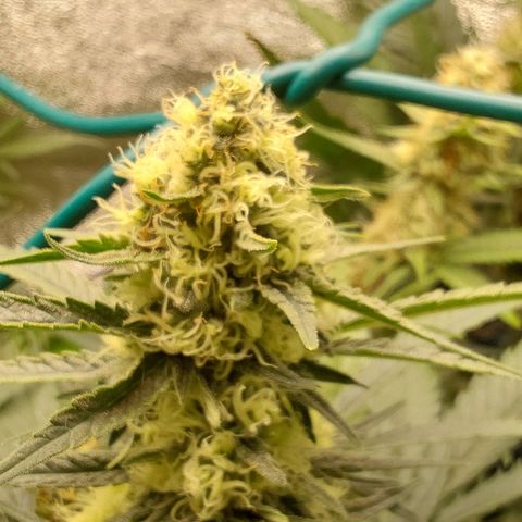 Orange Bud growlog timeline photo