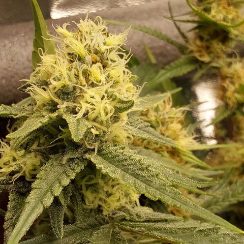 White Russian growlog timeline photo
