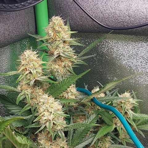 AK47-P growlog timeline photo