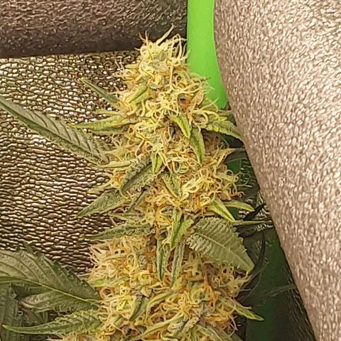 AK47-C growlog timeline photo