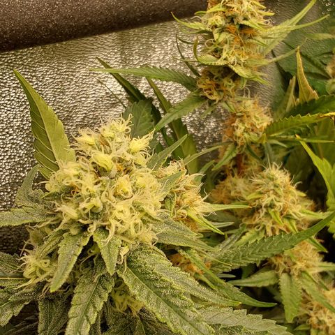 White Russian growlog timeline photo