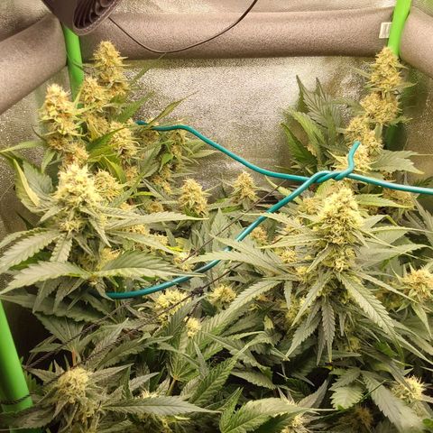 White Russian growlog timeline photo