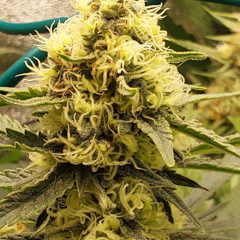 Orange Bud growlog timeline photo