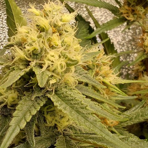 White Russian growlog timeline photo