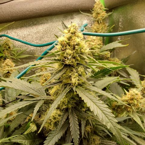 White Russian growlog timeline photo