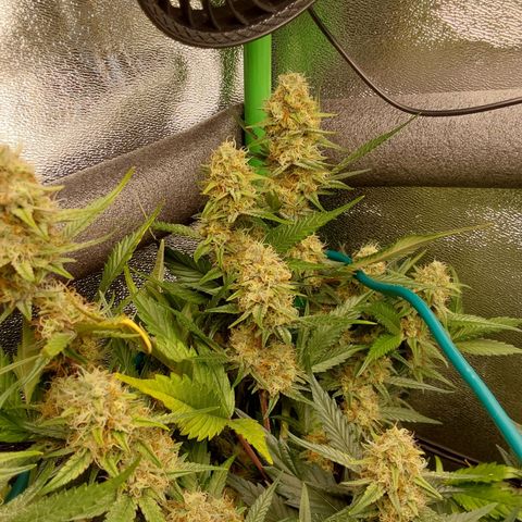White Russian growlog timeline photo