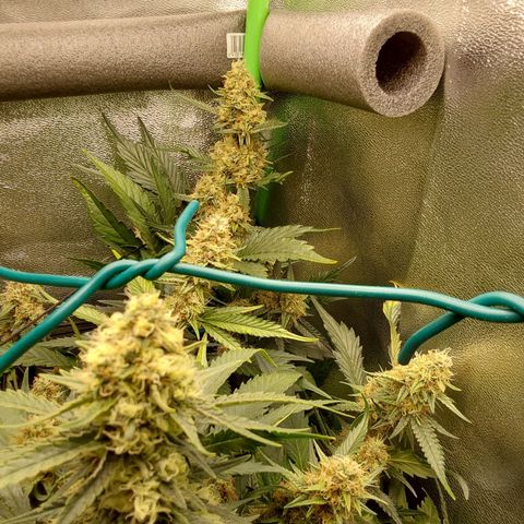 White Russian growlog timeline photo