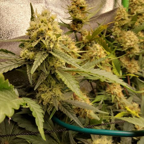 White Russian growlog timeline photo
