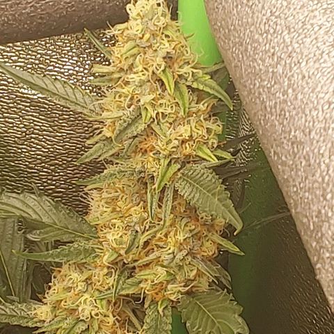 AK47-C growlog timeline photo