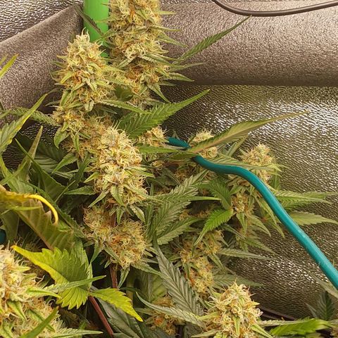 AK47-P growlog timeline photo